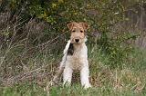 FOX TERRIER 509